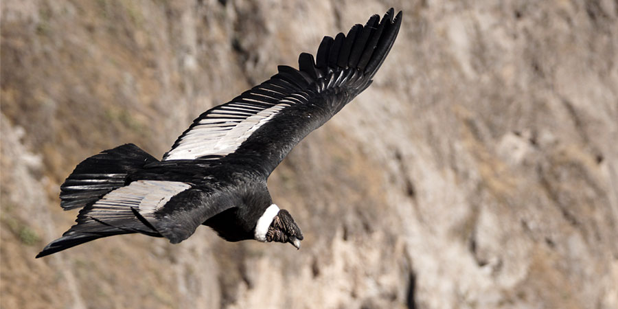 Andean Condor in flight