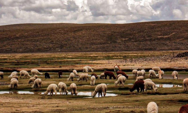 Andean highlands landscape